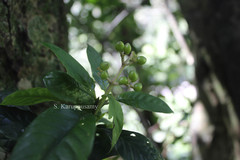 Psychotria nilgiriensis